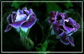 Picture Title - -*-gloxinia-*-