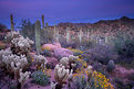 Picture Title - Desert Garden