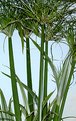 Picture Title - Green