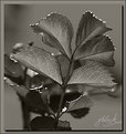Picture Title - Leaves in Gray