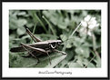 Picture Title - Grasshoper