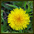 Dandy Lion Weed