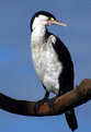 Picture Title - Shag