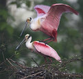 Picture Title - roseate spoonbill