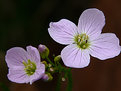 Picture Title - Purple veins