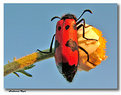 Picture Title - Red bug