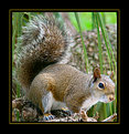 Picture Title - Squirrel 