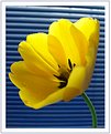 Picture Title - Yellow tulip