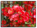 Picture Title - Japanese Quince