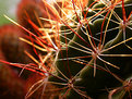 Picture Title - Cactus