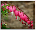 Picture Title - Bleeding Heart