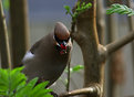 Picture Title - Enjoying the berry