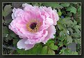 Picture Title - Peony in my Garden