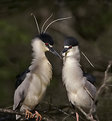 Picture Title - Black-crowned night heron