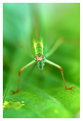 Picture Title - insecta 1