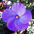 Picture Title - Blue Hibiscus