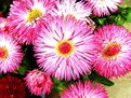 Picture Title - English  Daisys 