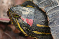 Picture Title - Red ear slider