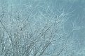 Picture Title - Frost on Bush Limbs
