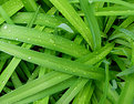 Picture Title - Rain = Green