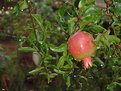 Picture Title - Pomegranate