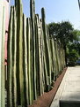 Picture Title - Cactus Fence