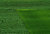 Only Green!!!!