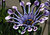 African Daisy