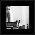 Picture Title - A. I.  (Cats version)