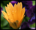 Picture Title - orange flower III