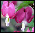 Picture Title - 2 bleeding hearts in full bloom