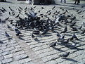 Picture Title - pigeons