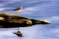 Picture Title - Shoreline Reflections