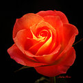 Picture Title - Just A Rose