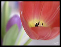 Picture Title - inside a tulip