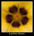 Picture Title - A yellow flower 2