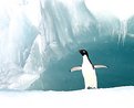 Picture Title - Penguin on ice