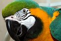 Picture Title - Parrot Talk