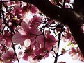 Picture Title - magnolia
