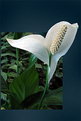 Picture Title - -Spathiphyllum-