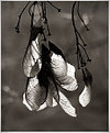 Picture Title - maple seeds