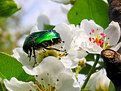 Picture Title - Scarab