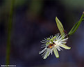 Picture Title - Passiflora tricuspis pantanal