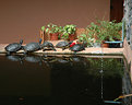 Picture Title - 10 turtles