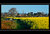 Oil seed rape fields