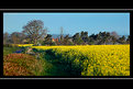 Picture Title - Oil seed rape fields