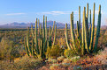 Picture Title - Organ Pipes