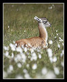 Picture Title - Baby Guanaco