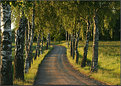 Picture Title - Summer afternoon outside Stockholm