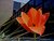 Tulips at the Hospital 16